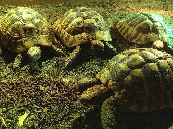 Adult Egg Laying Female Hermann Tortoises