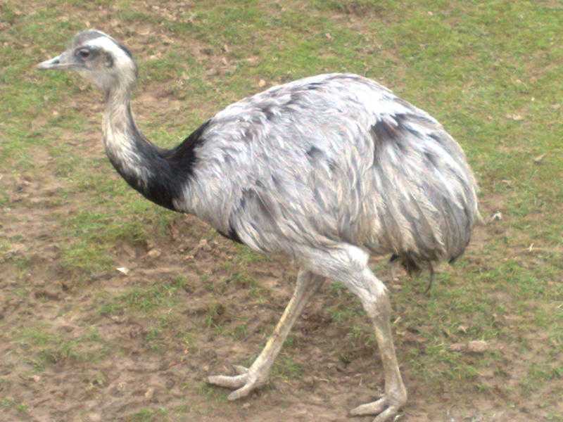 Adult Male Rhea