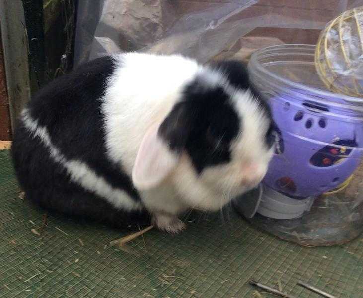 Adult mini lop rabbit for sale