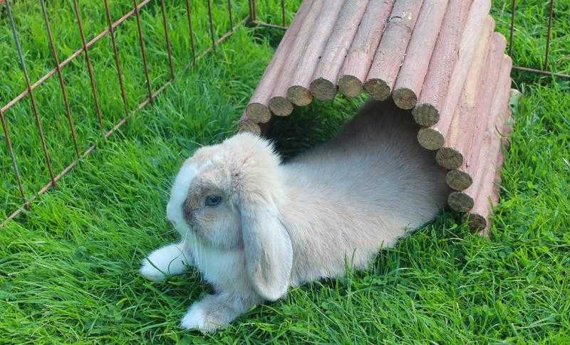 Adult Rabbits for homing in Caterham, Surrey