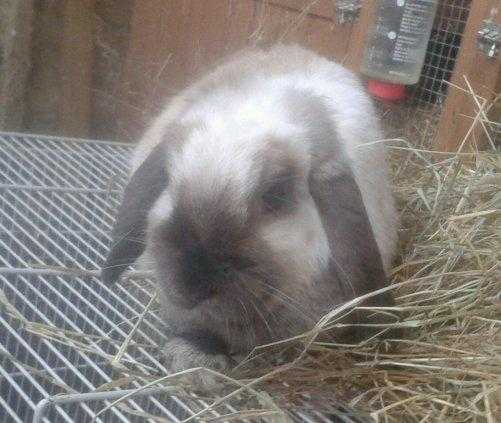 Adult seal point mini lop doe