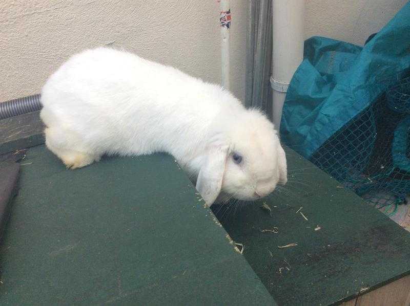 Adult white rabbit for homing