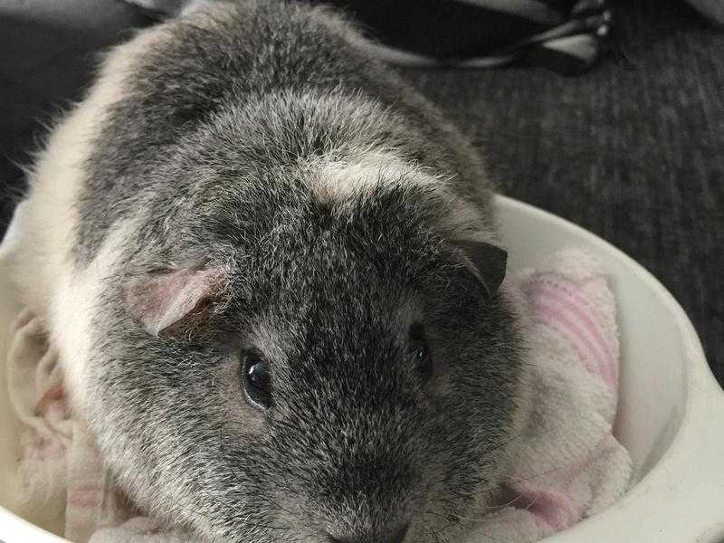 Adults and babies guinea pigs for sale rodents