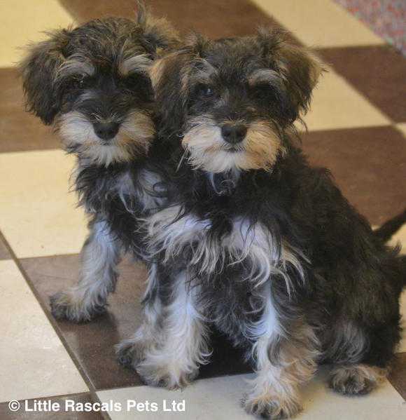 Affectionate 34 Miniature Schnauzer little girls