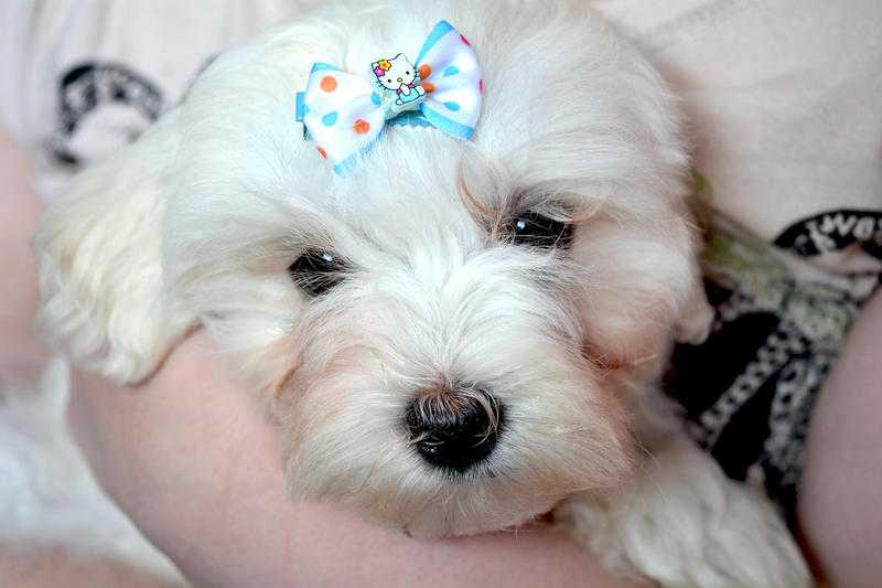 Affectionate KC REG MALTESE PUPPIES Ready NOW