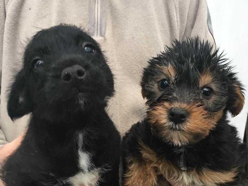 Affenpinscher x Jack x Yorkie Puppies