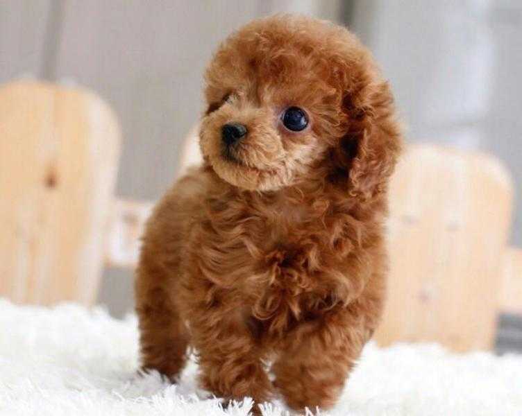 Affortable Toy Poodle Puppy