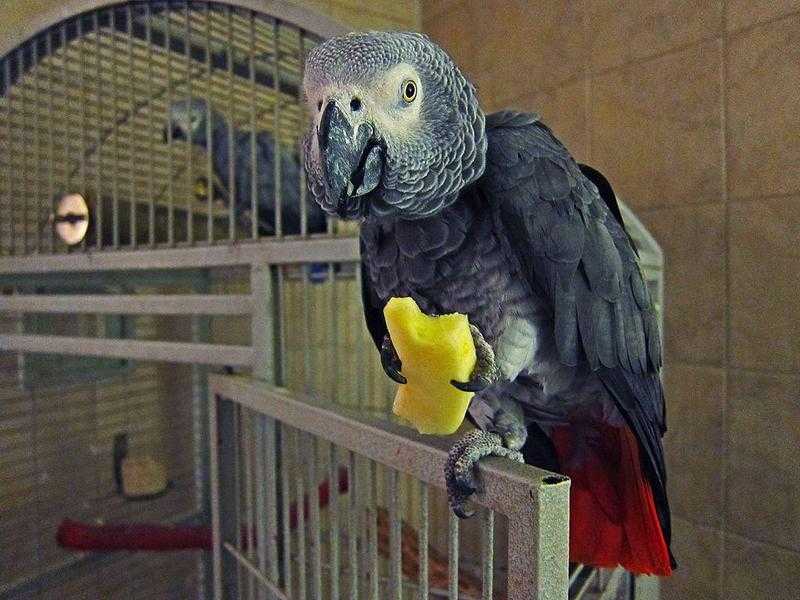 African grey Baby parrots
