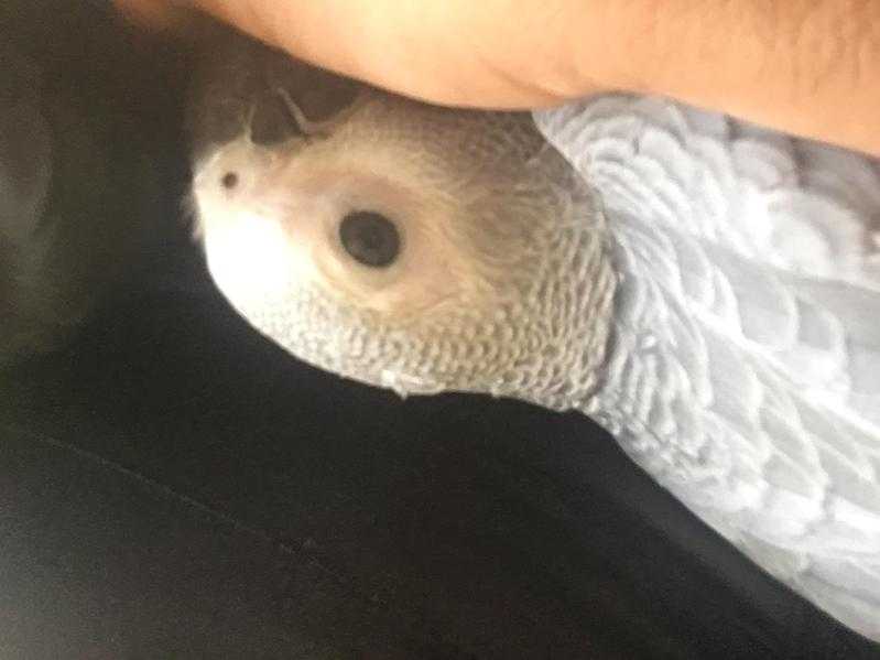 African grey baby supertame inc cage