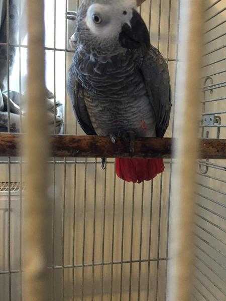 African Grey Congo Parrot, RED FACTOR, tametalking, Hand reared.