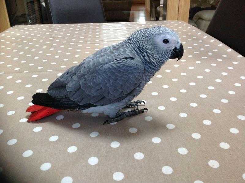 African Grey For Sale Birds in Greenford