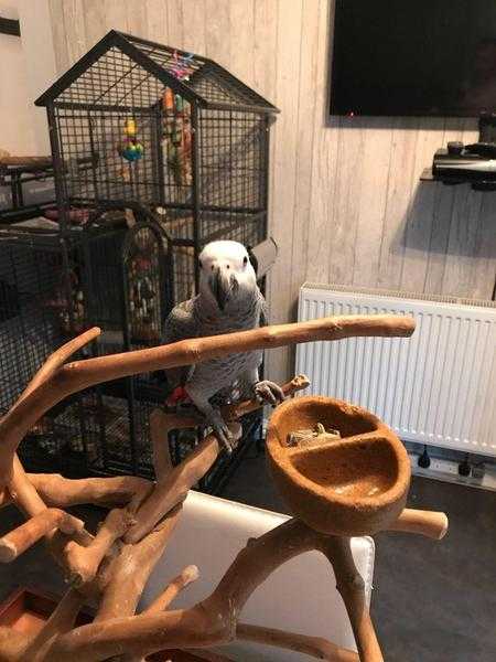 African Grey Parrot amp Cage