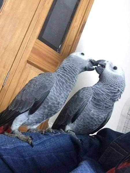 African Grey Parrot Tame N Talking Inc Cage N Toys