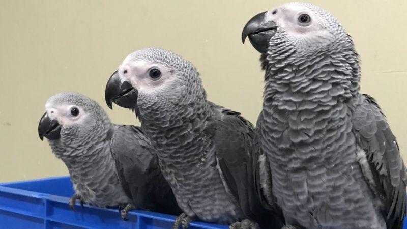 African Grey Parrots Available For Sale