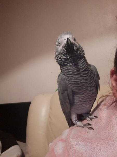 African grey tame and talking