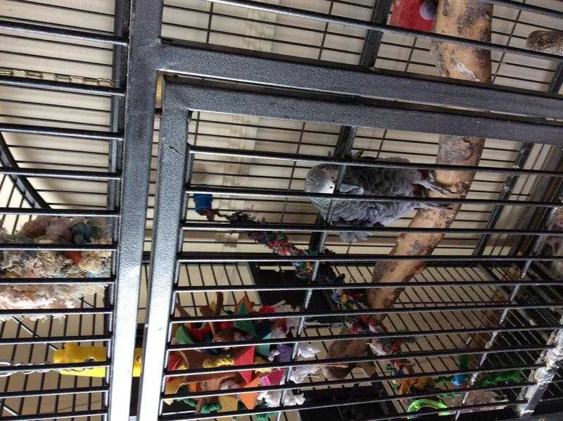 African grey with large cage