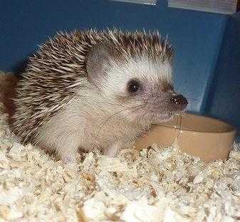 African Pygmy Hedgehog Pet