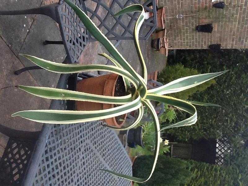 Agave Americana Varigata Plant