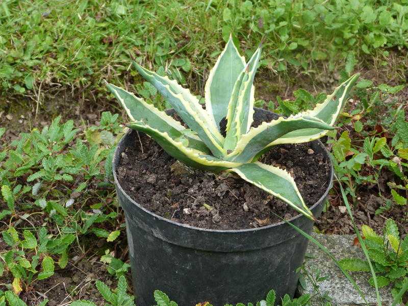 Agave Plants for Sale