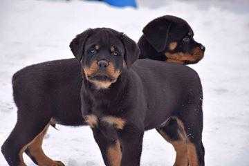 AKC excellent quality Rottweiler puppies males and females available