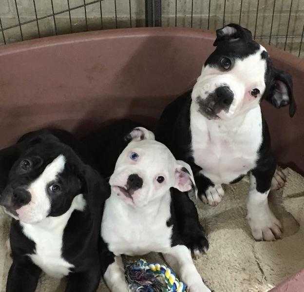 Alapaha Blue Blood Bulldog Puppies - Last 3