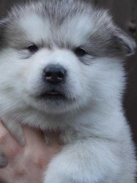 Alaskan Malamute