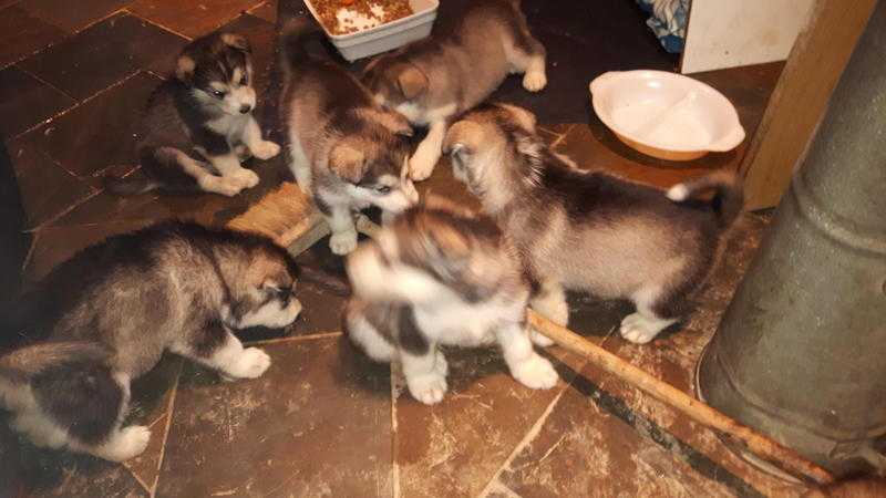 Alaskan Malamute kc reg puppies for sale