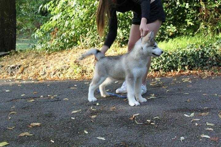 Alaskan Malamute puppy