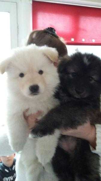 Alaskan Shepherd puppies