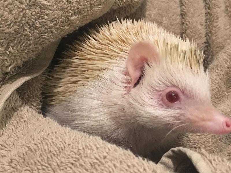 Albino African Pygmy Hedgehog