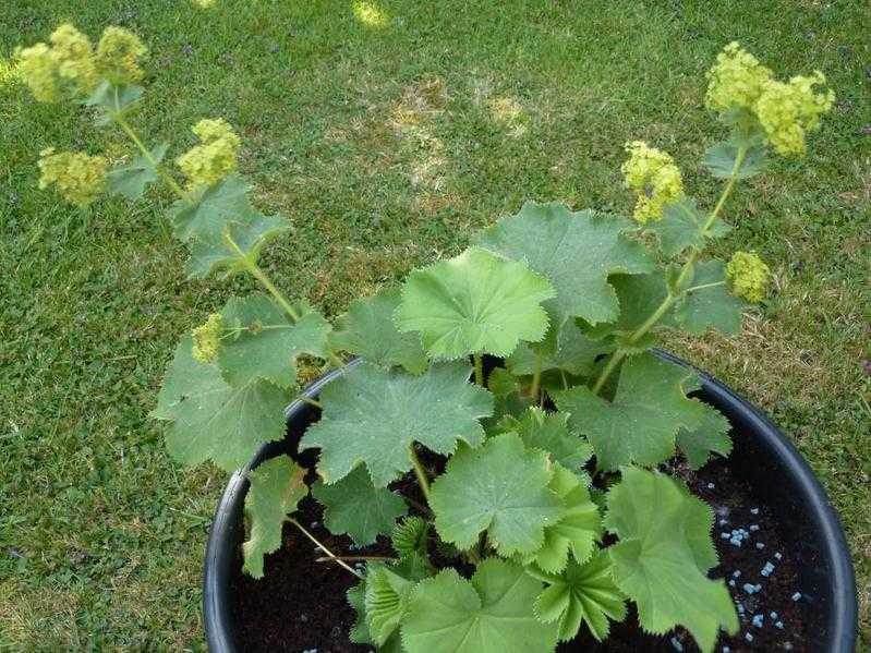 Alchemilla Mollis