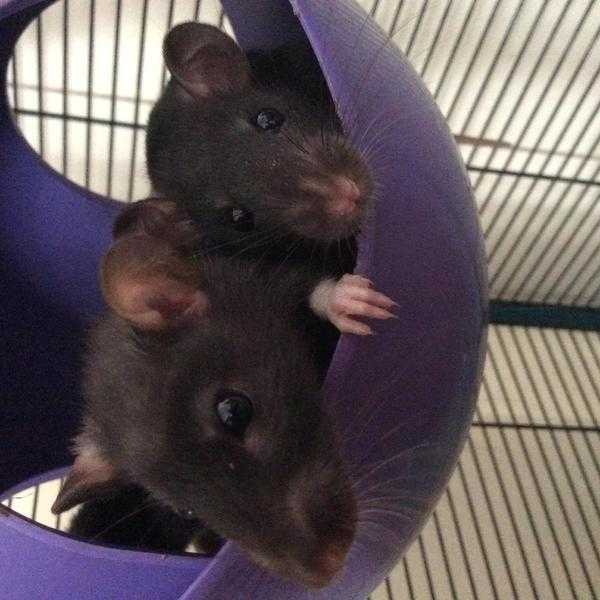 All 3 Female Rats (sisters) for 15