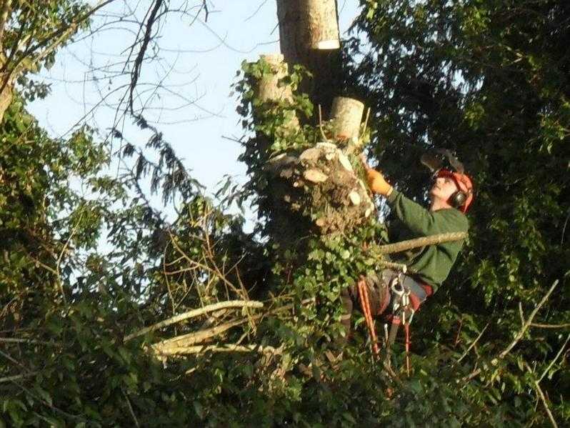 All aspects of tree surgery - check a trade approved East Sussex trading standards approved