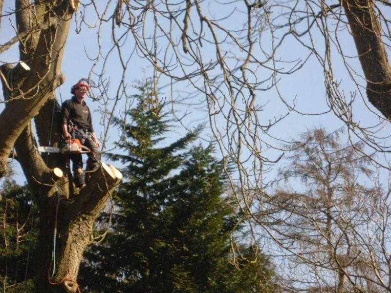 All aspects of tree surgery - Free quotations