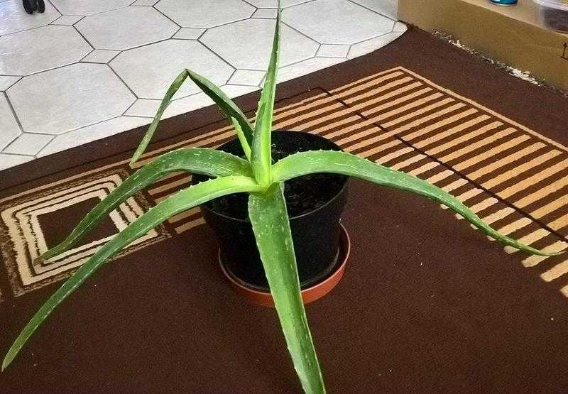 ALOE VERA BARBADENSIS MILLER