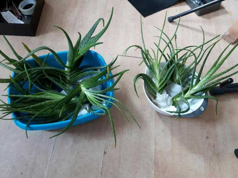 Aloe Vera Plants