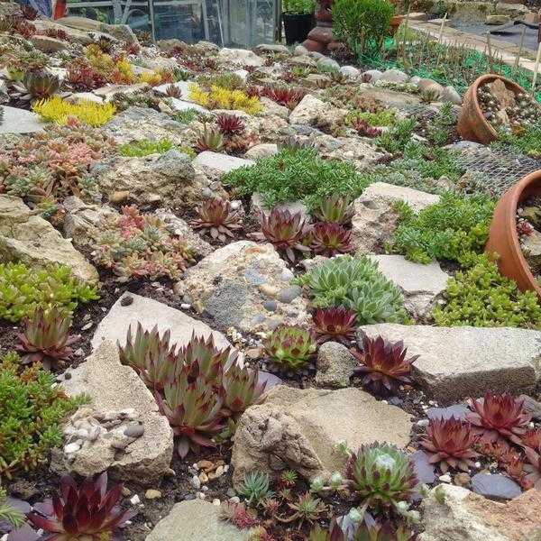 AlpineRockery plug plant mix