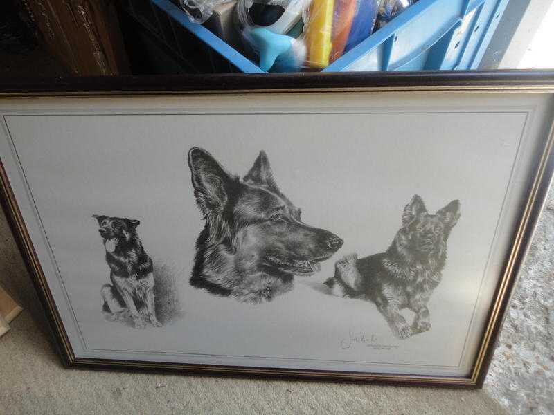 alsatian picture