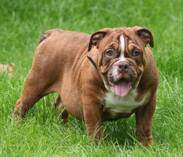 AMAZING CHOCOLATE KC REG BULLDOG BOY