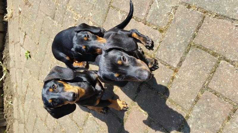 Amazing  dachshund puppies