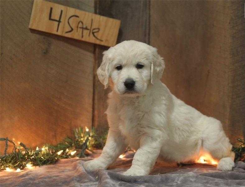 Amazing Golden Retriever puppies