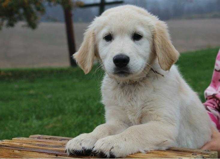 Amazing Golden retriever puppies