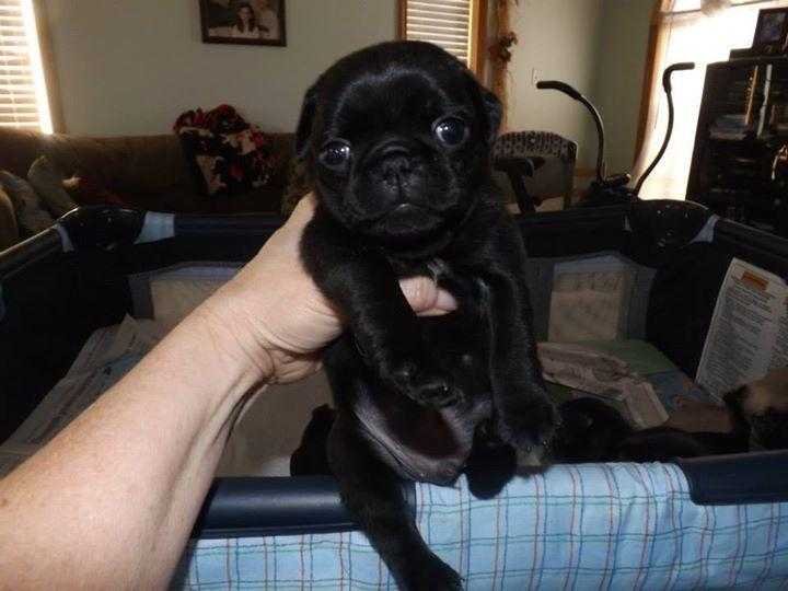 Amazing pug puppies for sale