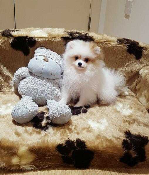 Amazing very cute and very small miniature Pomeranian boy