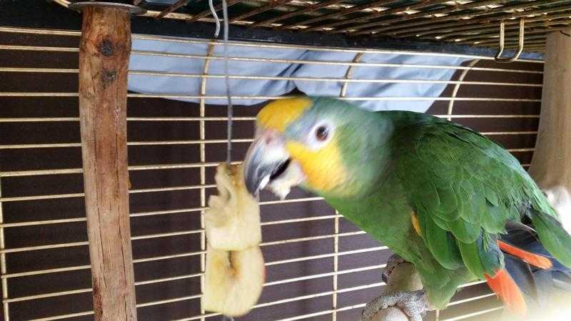 Amazon Parrot Needing A New Caring Home.