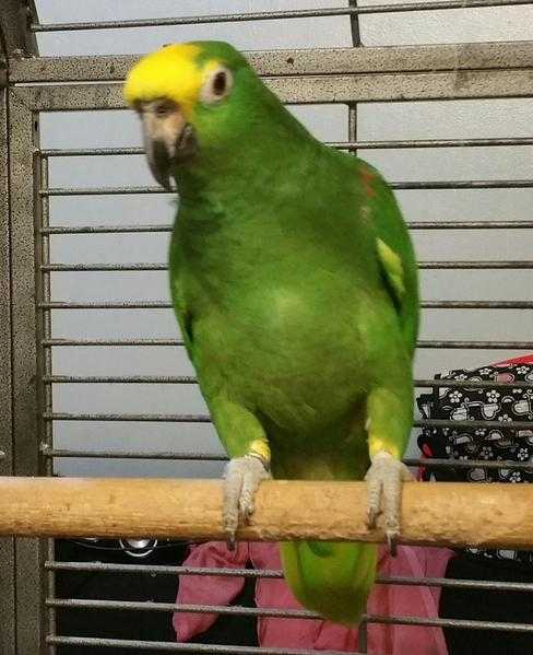 Amazon yellow crowned parrot For Sale