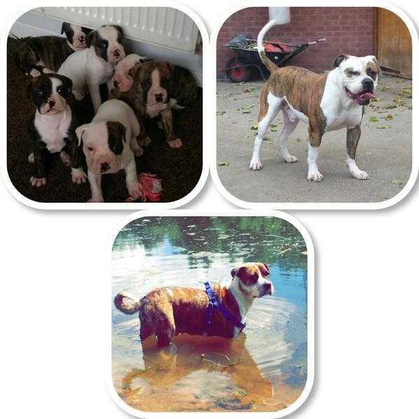 American bulldog cross puppies