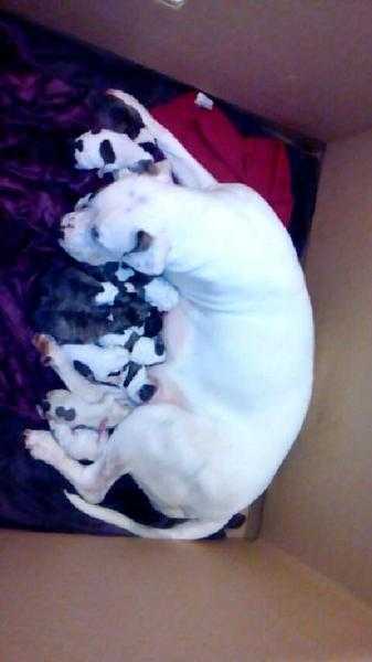 American bulldog cross staffy pups