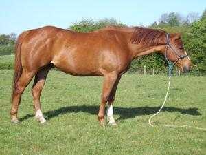 American Quarter Horse