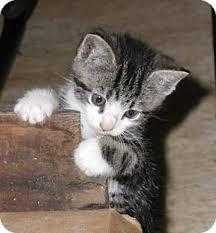 American shorthair kittens available